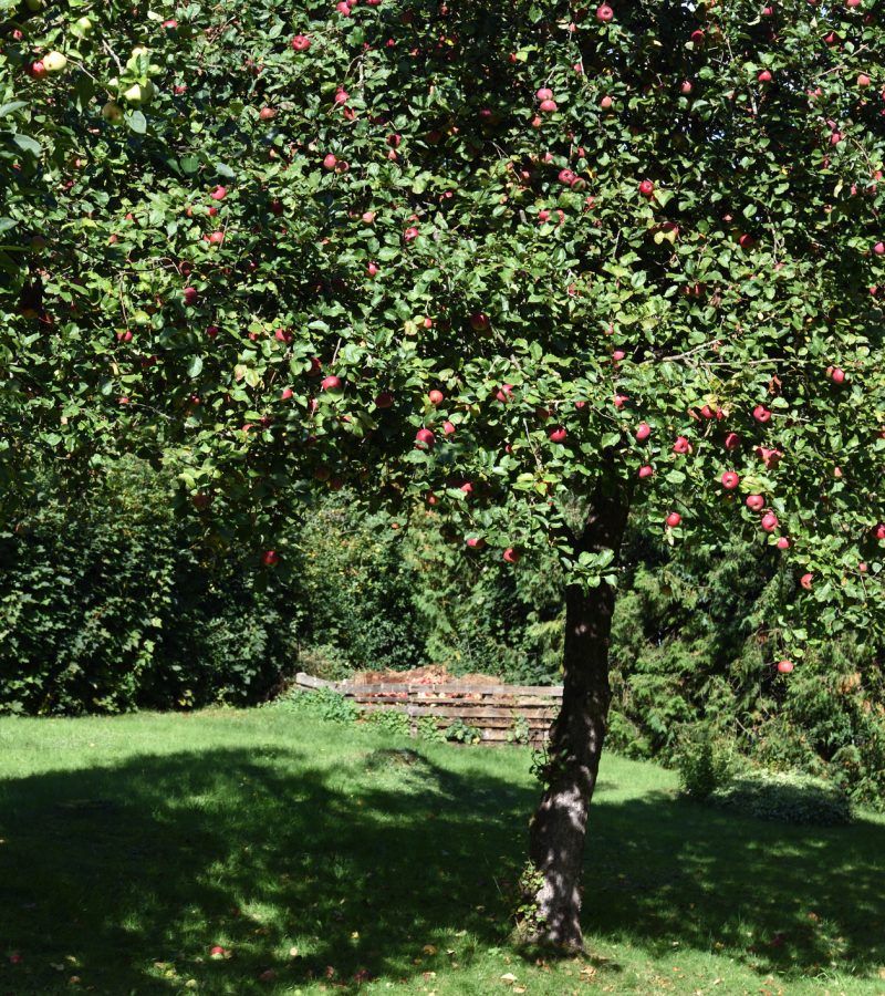 Apfelbaum schneiden Obstbaumschnitt Baumpflege Heidenheim